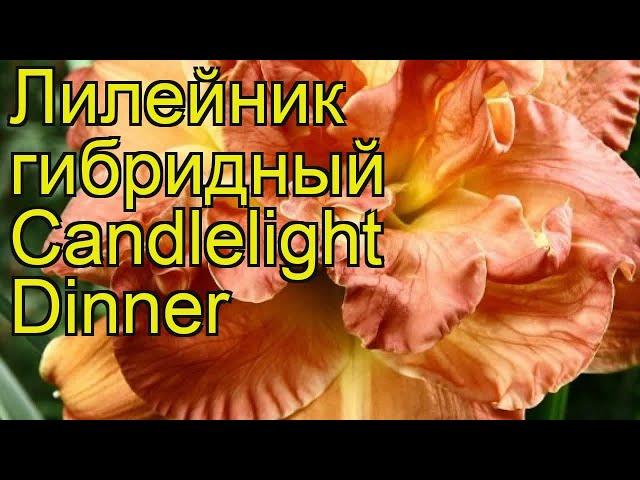 Лилейник гибридный Ужин при Свечах. Краткий обзор, описание hemerocallis hybrida Candlelight Dinner