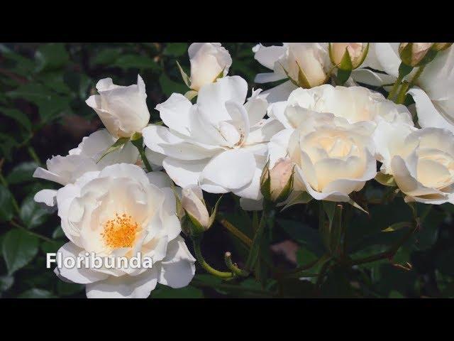 How to Grow Roses | Mitre 10 Easy As Garden