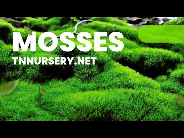 Buy 1 Get 1 Free + Extra 10% Off! Mosses - TN Nursery