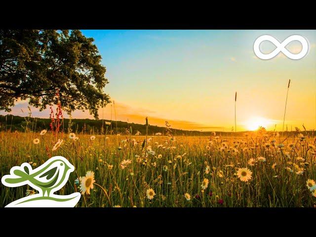 Sunrise: Peaceful Relaxing Music with Piano, Flute, Violin, Guitar & Birds Chirping