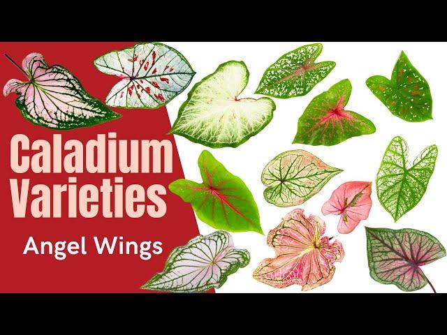 Caladium Varieties | Over 100 Angel Wings with MOODY BLOOMS