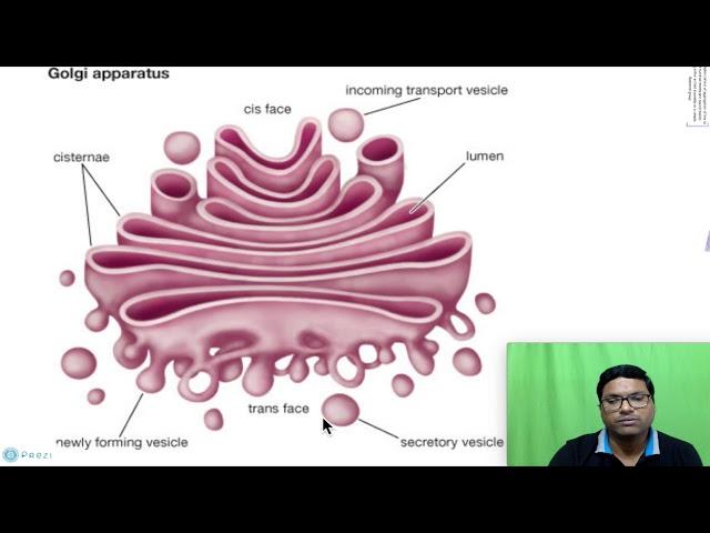 Eukaryotic Cell: Golgi apparatus