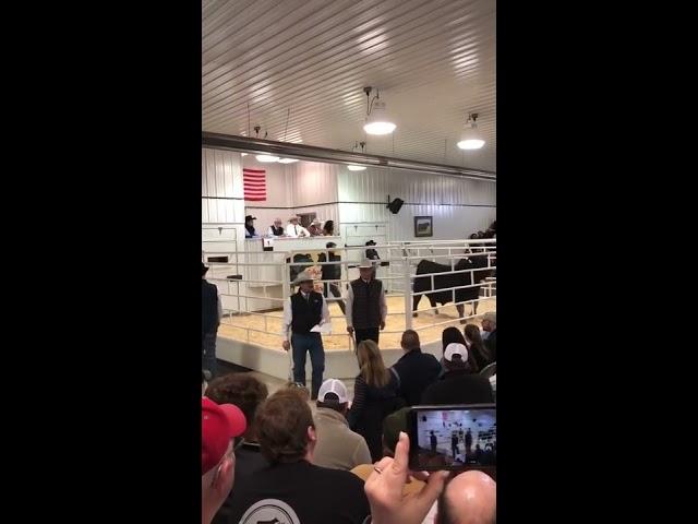 $1.51 Million Bull - NEW WORLD RECORD - SAV America 8018 - Schaff Angus Valley