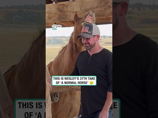 Wesley plays part of perfectly normal horse               : Amanda Enloe via Viralhog
