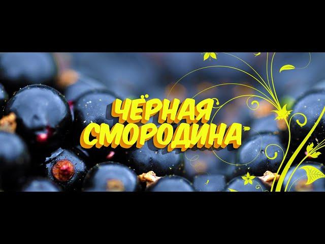  Черная смородина / Sevenrose / Новинка 2021