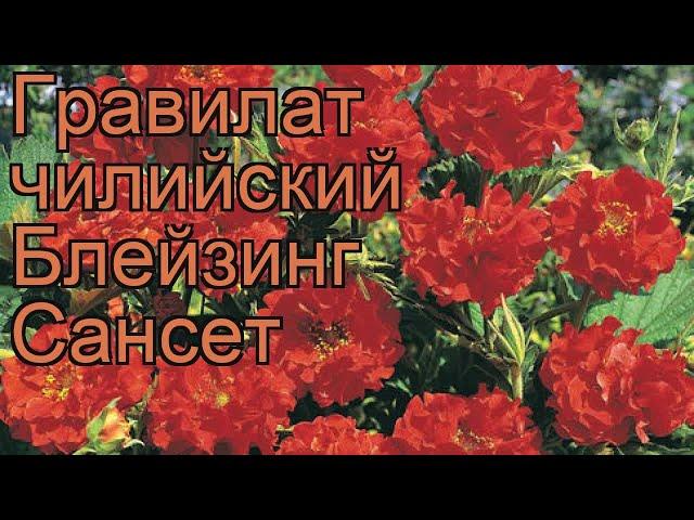 Гравилат чилийский Блейзинг Сансет  обзор: как сажать, саженцы гравилата Блейзинг Сансет