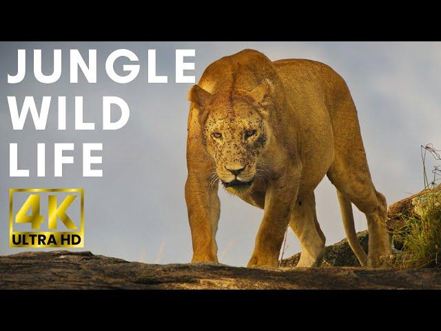 Jungle Wild Life | Explore the wild natural world with impressive sounds and colors | 4K ULTRA HD