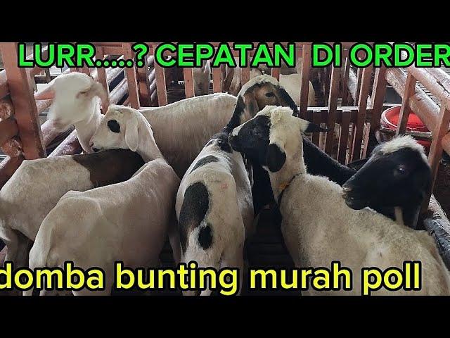 KOG NEMEN MURAHNYA DOMBA  BUNTINGAN  SAK MONO REGANE WA 085735288008 zaenal arif farm jatim