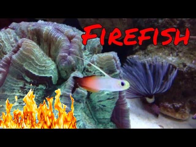 Firefish Care Guide