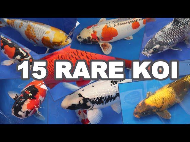 15 Most RARE and BEAUTIFUL KOI Fish Varieties