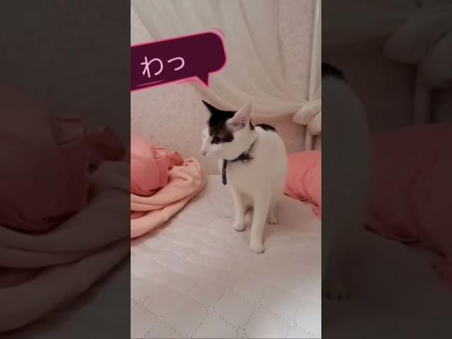 うさぎと猫