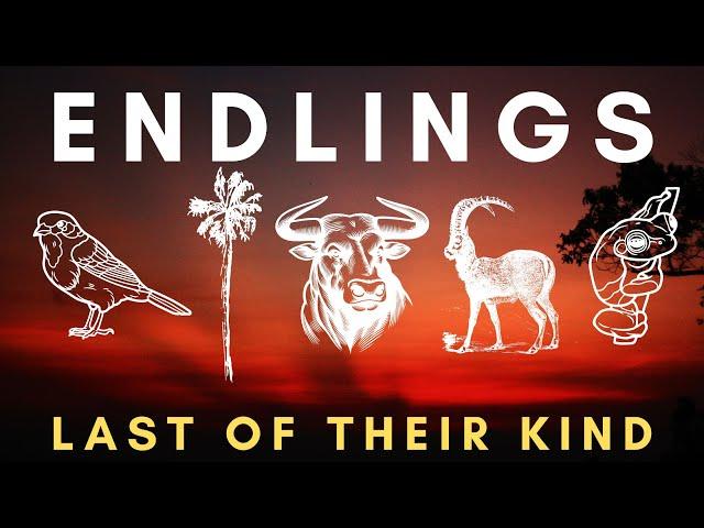 ENDLINGS - The Last One Before Extinction