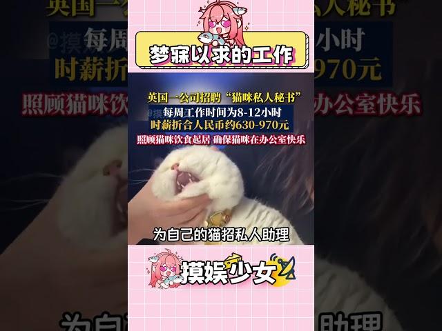 怎么會有這么幸福的工作 #貓咪 #萬萬沒想到 #找工作 #打工 #娛樂評論大賞