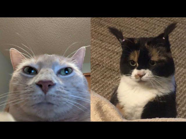 Try Not To Laugh  New Funny Cats And Dog Video  - Just Cats Part 32