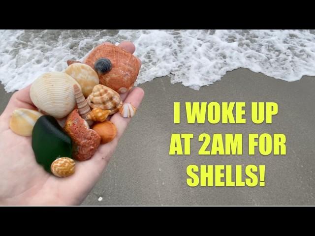 I drove 6 hours for shells. Florida West Coast gal goes across state to look for seashells.