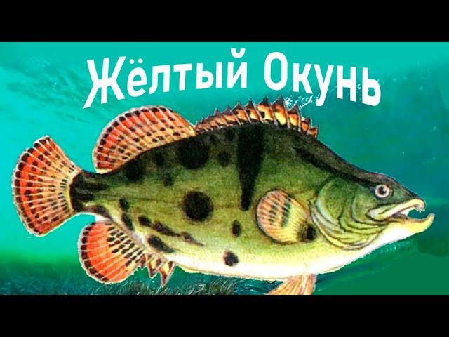 Какие виды Окуней бывают, о которых знают не все рыбаки?