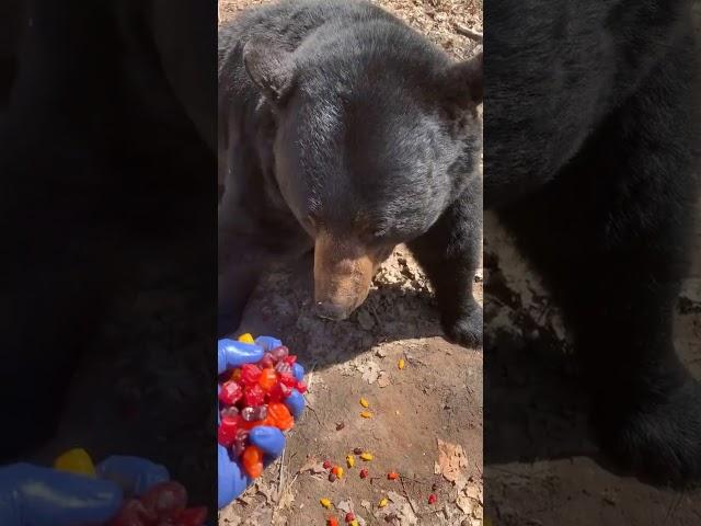 Bear eats gummies out of human's hand