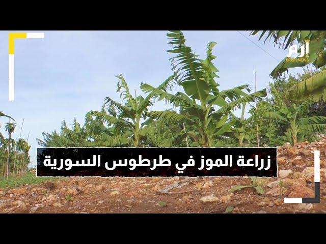 زراعة الموز تنتعش في مدينة طرطوس السورية