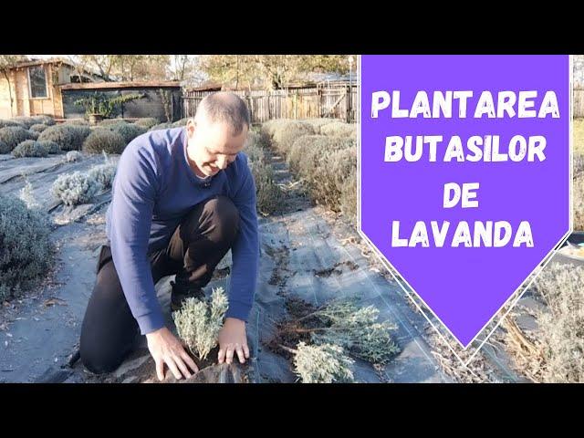 Cum se planteaza Butasii de Lavanda!