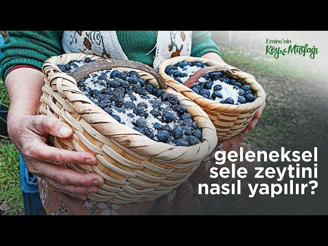 Hakiki Geleneksel Sele Zeytini Nasıl Yapılır | Salamura Zeytin Kurma Tarifi | Emine'nin Köy Mutfağı