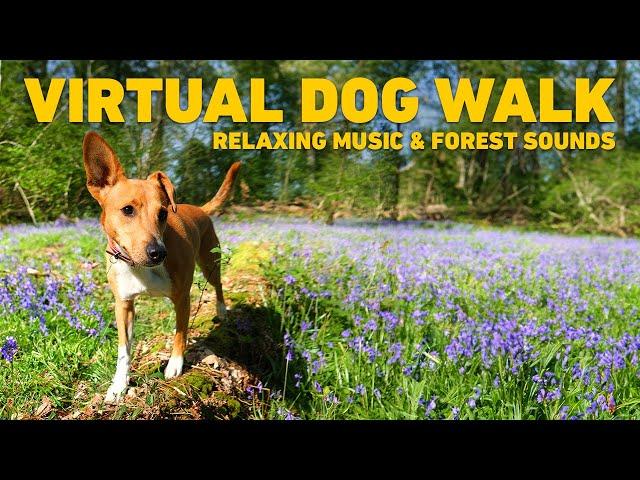 [NO ADS] TV for Dogs  Dog Walking in the Forest with Nature Sounds  Relaxing Music for Dogs