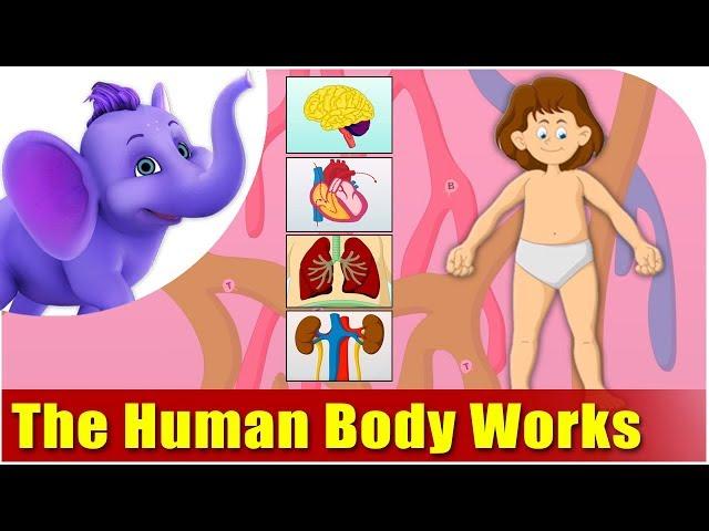 Lets Learn How The Human Body Works