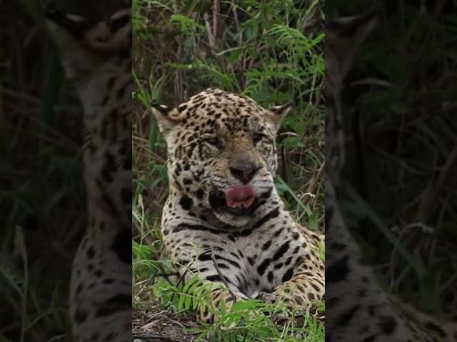 HUGE Jaguar Lets out a Big Yawn