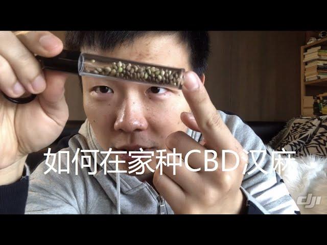 手把手教你如何在家种植汉麻（CBD）第一章： 选种与育苗