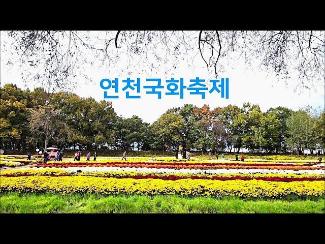 [연천국화축제] 연천가볼만한곳, 서울근교 가을여행