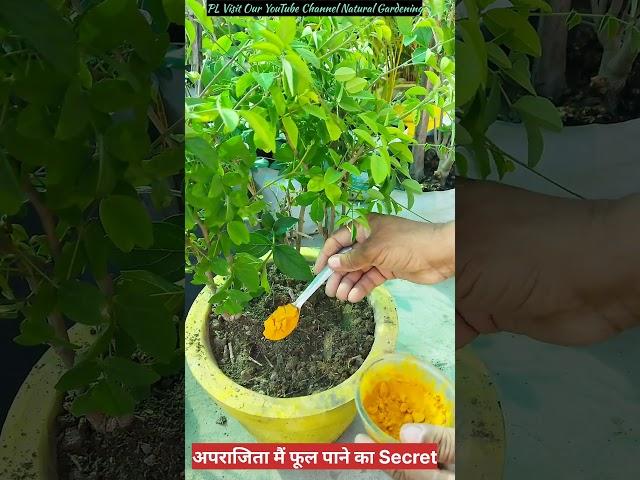 अपराजिता में फूल पाने का secret | Aprajita plant #care #floweringplant #outdoorplants