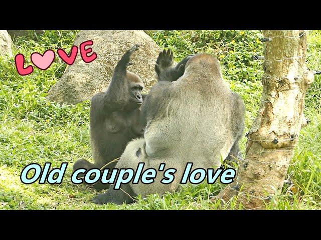 Gorilla old couple's love with two third wheels / D'jeeco & Tayari / 大猩猩老夫妻的小情愛+兩個電燈泡