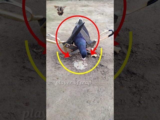 Pigeon trap | bird trap - #shorts #youtubeshorts #ytshorts