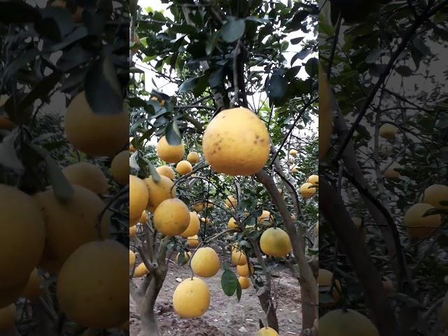 Thăm Mô Hình Làm Giàu Từ Bưởi Diễn  PHÚ DIỄN, Bán Giống Cây SAI QUẢ, LÂU NĂM. SĐT: 096.239.2038