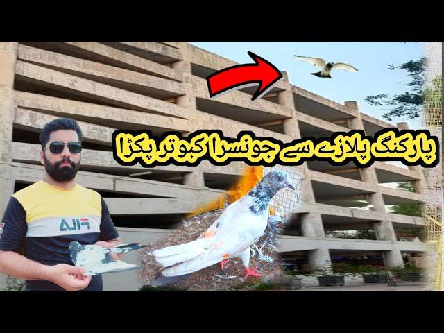 Palazy sy jonsara kabootar pakra || shani pigeon club jallo