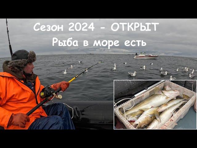 Сезон "Морской рыбалки 2024" в Баренцевом море - ОТКРЫТ УСПЕШНО / SEA FISHING 2024