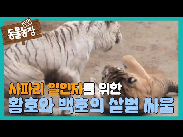 Hwang Ho VS Baek Ho. A fight to determines the king of  safari!I I Animal FarmI SBS Story