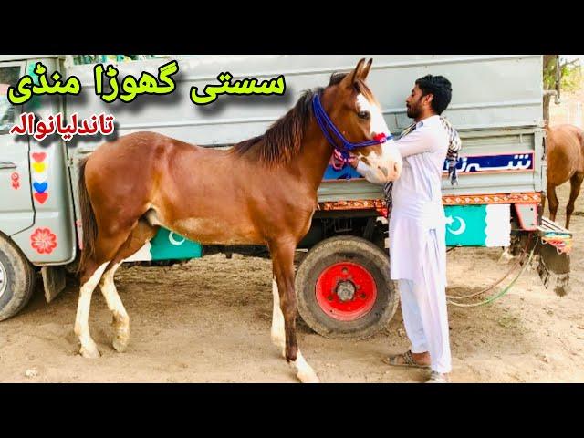 Sasti Ghoda mandi in Punjab | Horse for sale | Desi Ghody