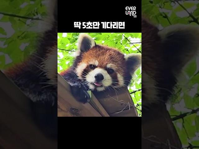 5초 뒤에 벌어지는 깜짝 놀랄 일｜#shorts #레서판다 #심쿵