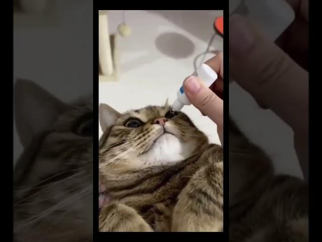 Crazy Cat Antics: A Hilarious Compilation