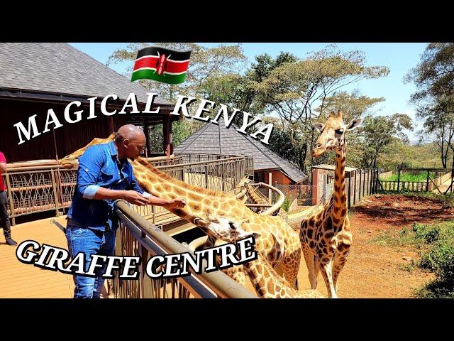 Travel to Giraffe Centre in Nairobi | Wildlife | Tourism | Magical Kenya