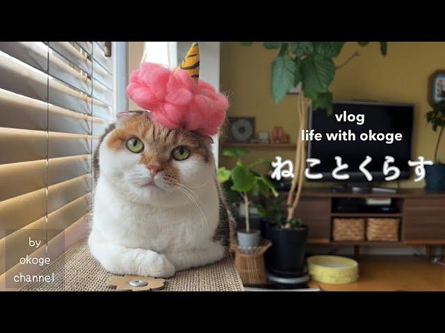 Sethubun Day with cats and home cooking/Maison Terrier ×　Belle Maison(Vlog about cat and life)