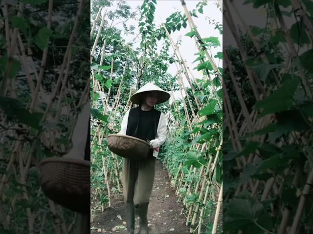 [농업] 베트남 시골 텃밭 
