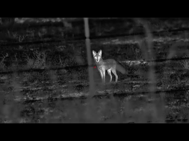 Incredibly High Detailed Coyote Hunting With High Definition Thermal Optics