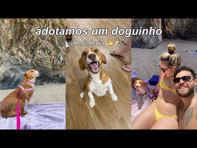 adotamos uma cachorrinha | maia   