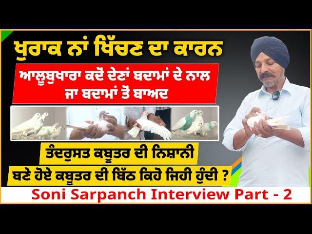 Soni Sarpanch Interview Part - 2 ਖੁਰਾਕ ਨਾਂ ਖਿੱਚਣ ਦਾ ਕਾਰਨ ? ਬਣੇ ਹੋਏ ਕਬੂਤਰ ਦੀ ਬਿੱਠ ਕਿਹੋ ਜਿਹੀ ਹੁੰਦੀ ?️