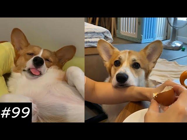 If You Want To Get A Corgi Watch This  | Funny Corgi Video