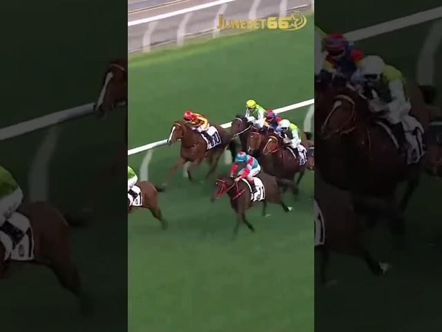 South Star wins again!   #hkracing #horse #horseracing #horsesports #horseraces