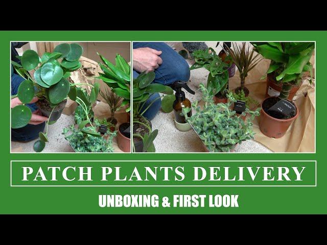 Patch Plants Online Plant Delivery Unboxing - Not Sponsored