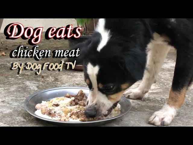 Dog eats chicken meat episode 361| By Dog Food TV