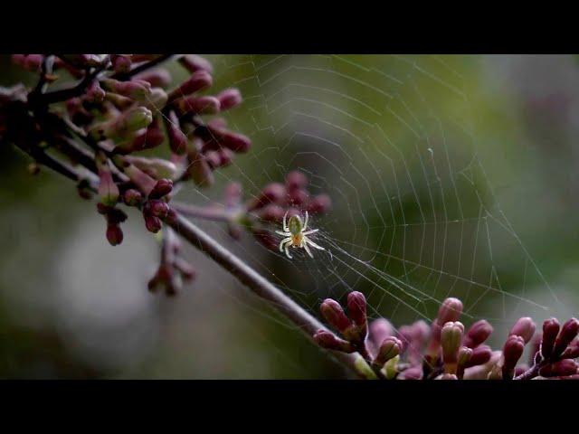 "Perturbation" (réalisation Fabrice Garcia-Carpintero, musique hacecah)